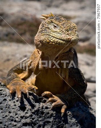 The iguana on a lava 7967937