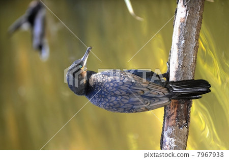 Great cormorant Great cormorant 7967938