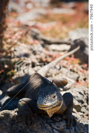 The iguana on a lava. 2 7967940