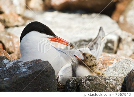 Tern and baby. 7967943
