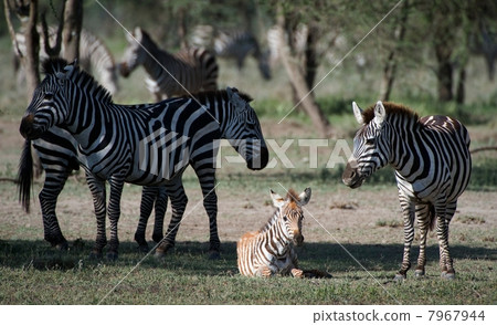 Foal of a zebra with mum. Foal of a zebra with mum. 7967944