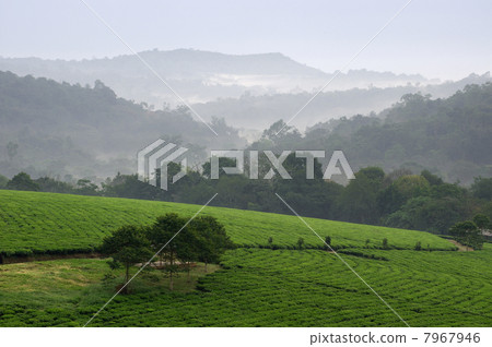 Bwindi tea plantations. 7967946