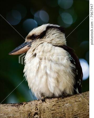 Kookaburra portrait. Kookaburra portrait. 7967947