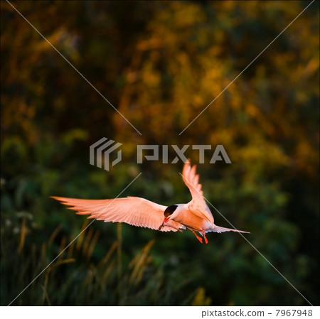 The Tern with a small fish . 7967948