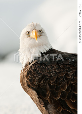 Close up Portrait of a Bald Eagle Close up Portrait of a Bald Eagle 7967982