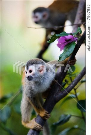 Saimiri - Squirrel monkey. 7967983