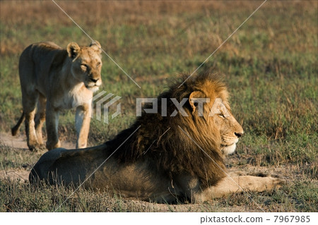 Lion and lioness. Lion and lioness. 7967985