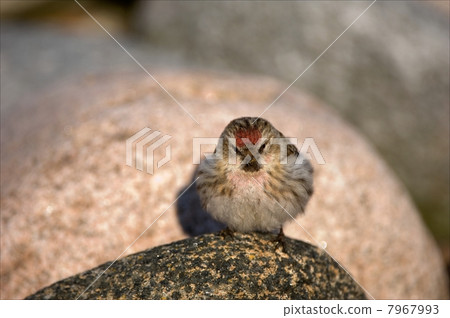 The wren on a stone. 7967993