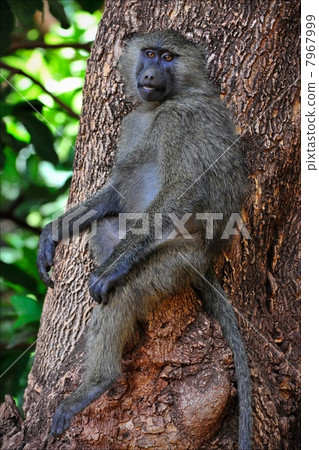 Baboon on a tree. 7967999