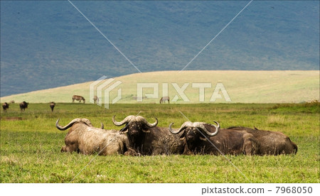 Buffalo s have a rest. Buffalo s have a rest. 7968050