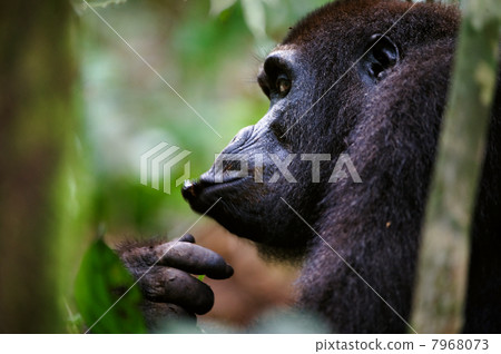 Western Lowland Gorilla eating. 7968073