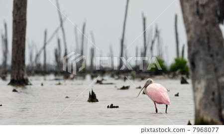 The Roseate Spoonbils The Roseate Spoonbils 7968077