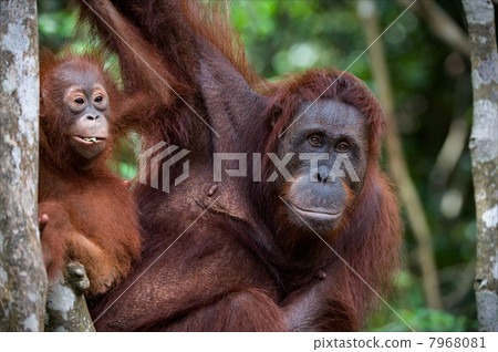 Double portait. Double portait. 7968081