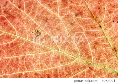 Macro Leaf 7968091