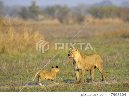 Lioness after hunting with cub. Lioness after hunting with cub. 7968104