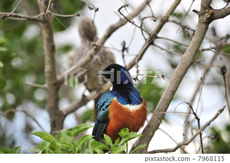 Superb Starling. 7968115