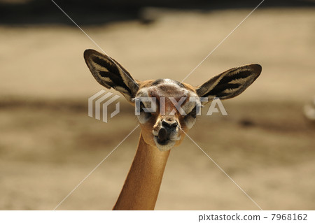Gerenuk Gerenuk 7968162