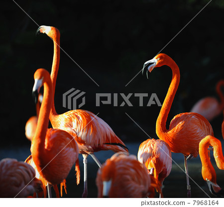 Portrait of a flamingo. Portrait of a flamingo. 7968164