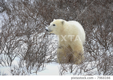 The polar bear sniffs. 7968166