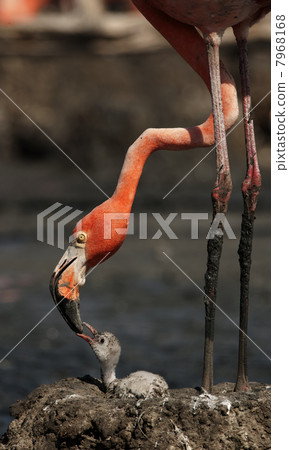 Baby bird of the Caribbean flamingo. Baby bird of the Caribbean flamingo. 7968168