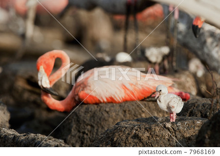 Baby bird of the Caribbean flamingo. 7968169