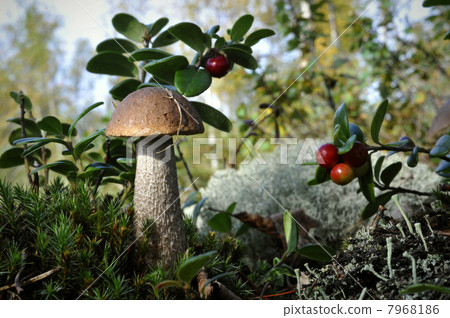 Mushroom a birch mushroom and a cowberry. 7968186