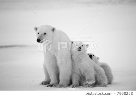 Polar she-bear with cubs. 7968238