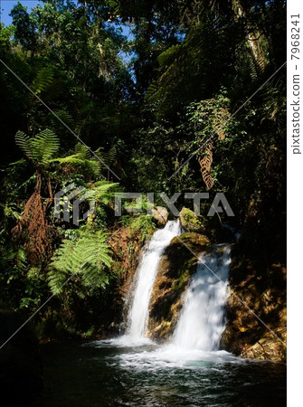 Waterfalls of Bwindi forest. 3 Waterfalls of Bwindi forest. 3 7968241