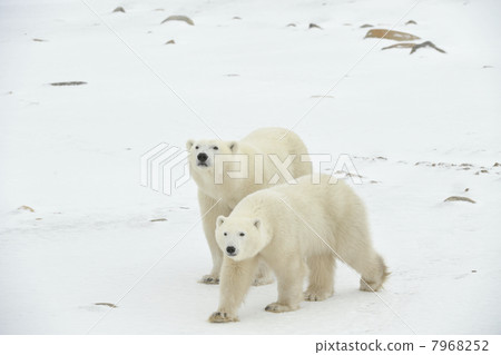 Two polar bears. 7968252