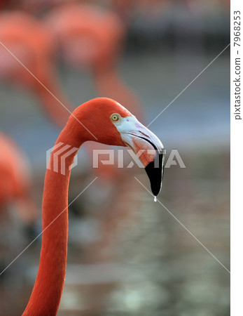 Flamingo with drops. Flamingo with drops. 7968253