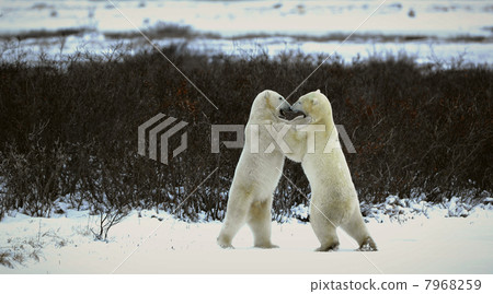 Fight of polar bears. 7968259
