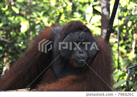 The adult male of the Orangutan. 7968261