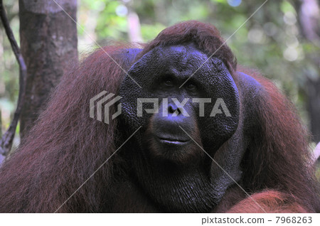 The adult male of the Orangutan. The adult male of the Orangutan. 7968263