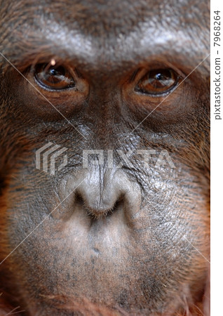 Orangutan Ben. Orangutan Ben. 7968264
