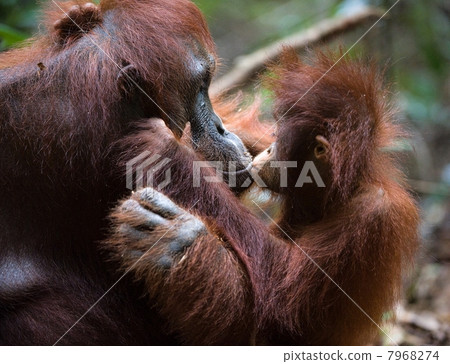 Kiss for mum. Kiss for mum. 7968274