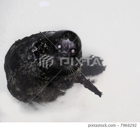 The Harbour(or Harbor) Seal. The Harbour(or Harbor) Seal. 7968292