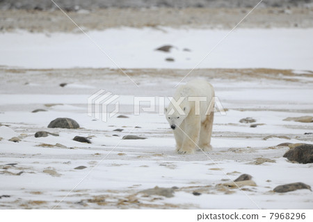 Portrait of walking polar bear. 7968296