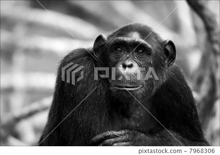 Black and white portrait Chimpanzee. Black and white portrait Chimpanzee. 7968306
