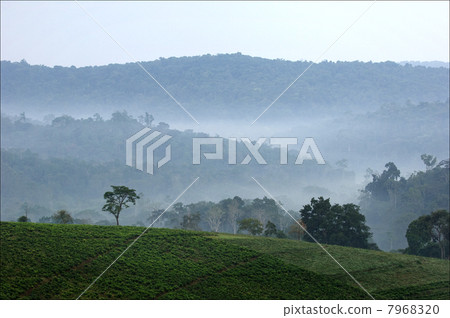 Bwindi tea plantations. Bwindi tea plantations. 7968320