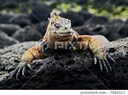The marine iguana poses. 2 7968323