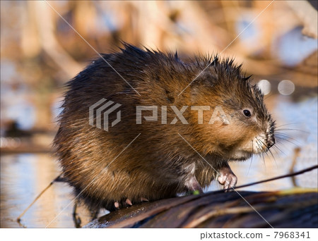 The muskrat (Ondatra zibethicus). 7968341