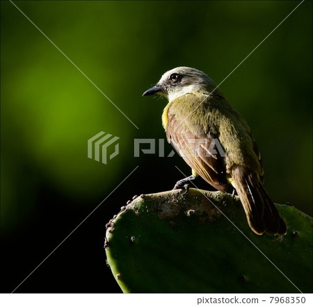 Bird on a cactus leaf. 7968350