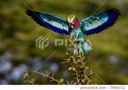 Lilac-breasted Roller with extraction. 7968352