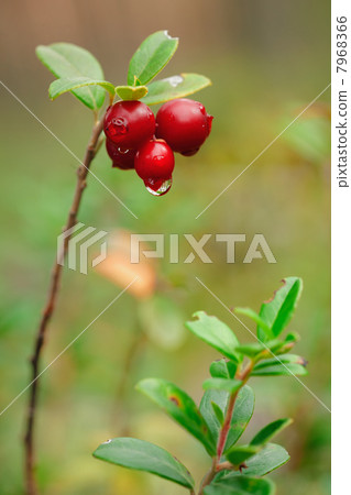Cowberry. Cowberry. 7968366