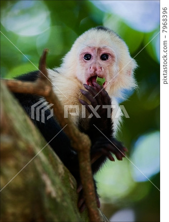 The Capuchin. The Capuchin. 7968396