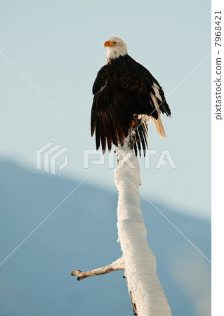 The Bald Eagle (Haliaeetus leucocephalus) The Bald Eagle (Haliaeetus leucocephalus) 7968421