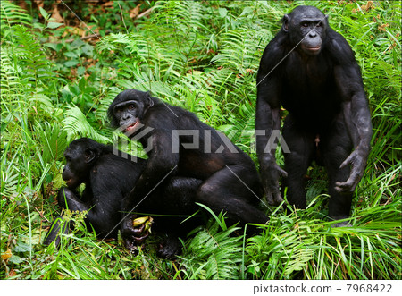 Bonobo love. 2 xxx 7968422