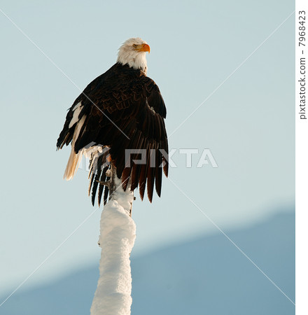 The Bald Eagle (Haliaeetus leucocephalus) 7968423
