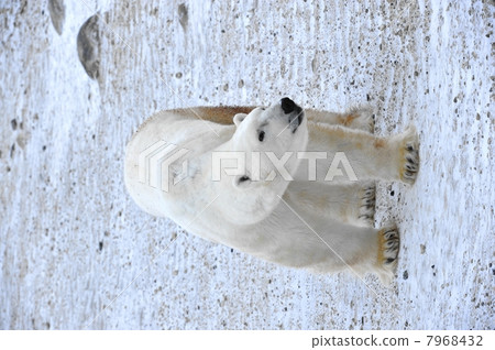 Polar bear. 7968432