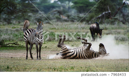 Zebra in a dust. 3 7968433
